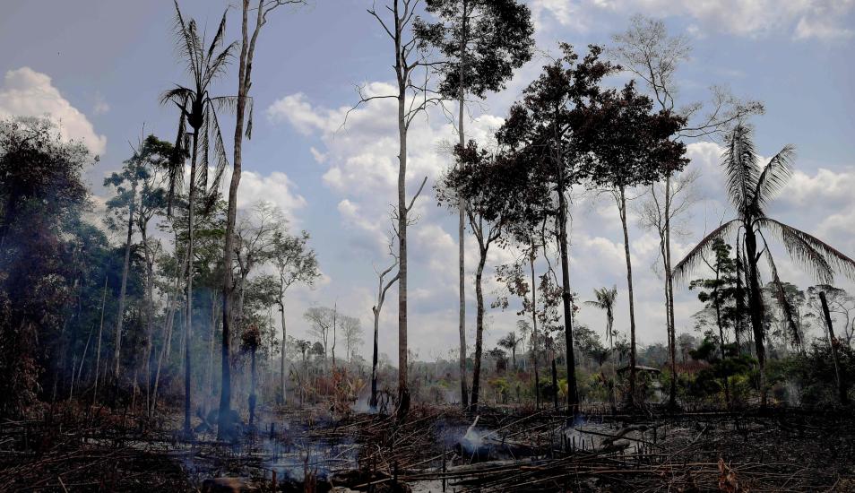 INCENDIO AMAZONAS