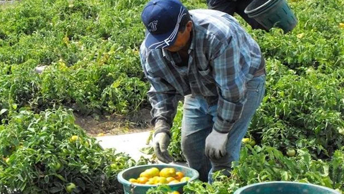 TRABAJADOR-AGRICOLA-MEXICO