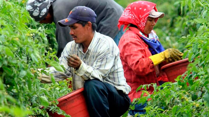 trabajadores-agricolas-estados-unidos-2-mexicanos