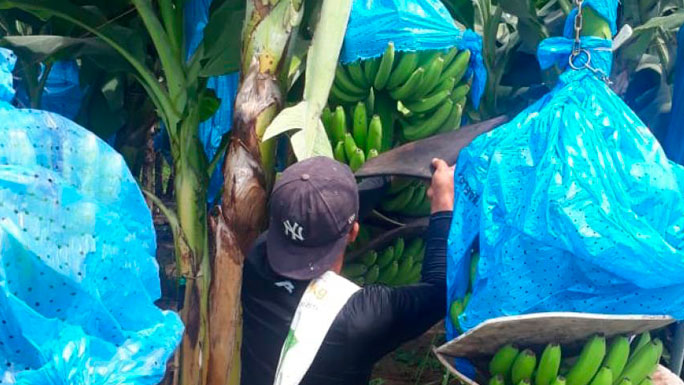 trabajadores-bananeros-panama