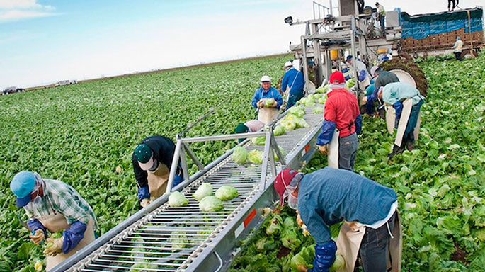 trabajadores-mexicanos-sector-agricola-Canada